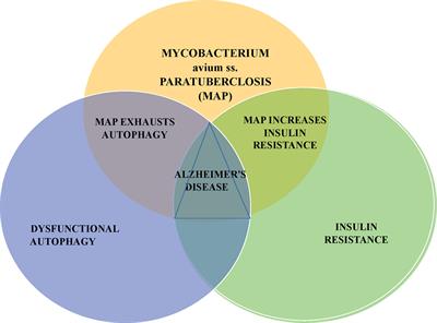 Warm, Sweetened Milk at the Twilight of Immunity - Alzheimer’s Disease - Inflammaging, Insulin Resistance, M. paratuberculosis and Immunosenescence